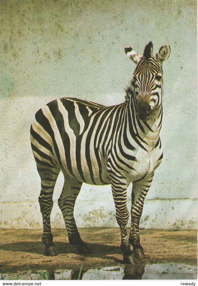 Zebres - Zebras - Zebre / Stamp / Par Avion / 5 Postcards - Zebra's