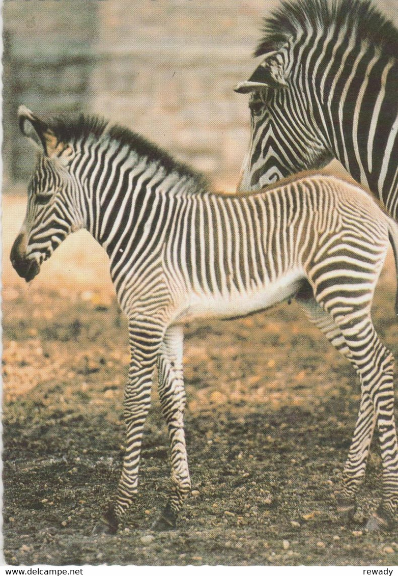 Zebres - Zebras - Zebre / Stamp / Par Avion / 5 Postcards - Zebra's