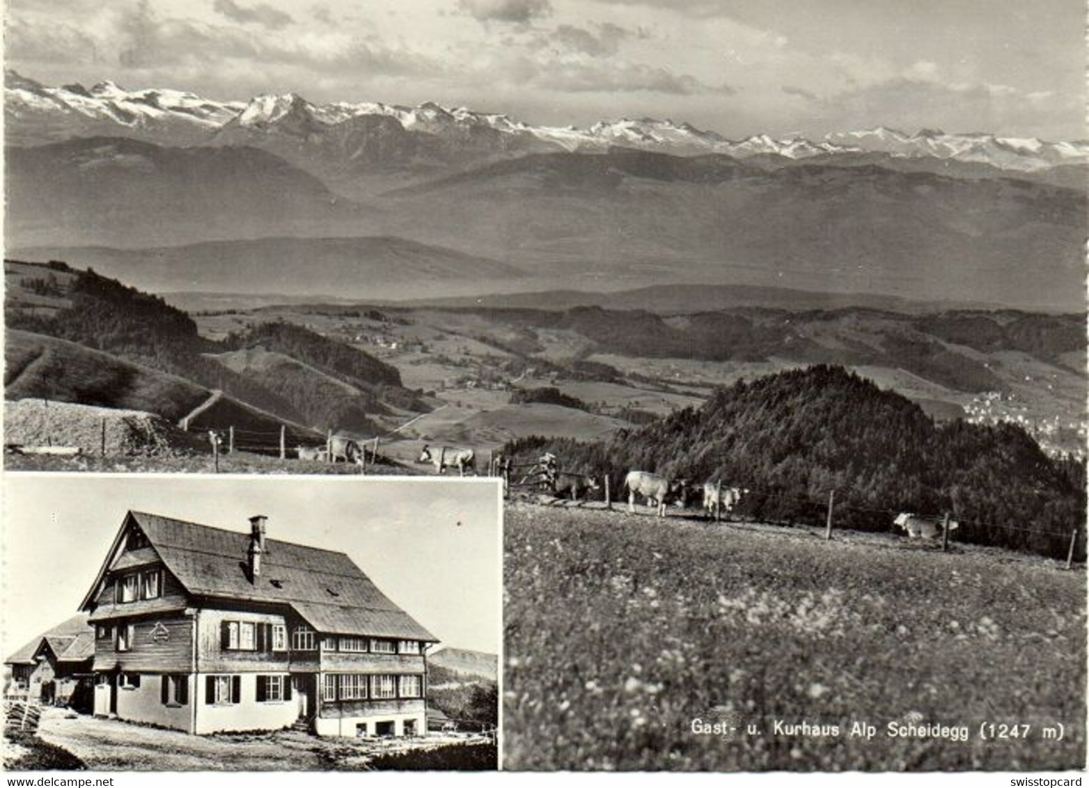 Gast- Und Kurhaus Alp Scheidegg WALD ZH Kühe - Wald