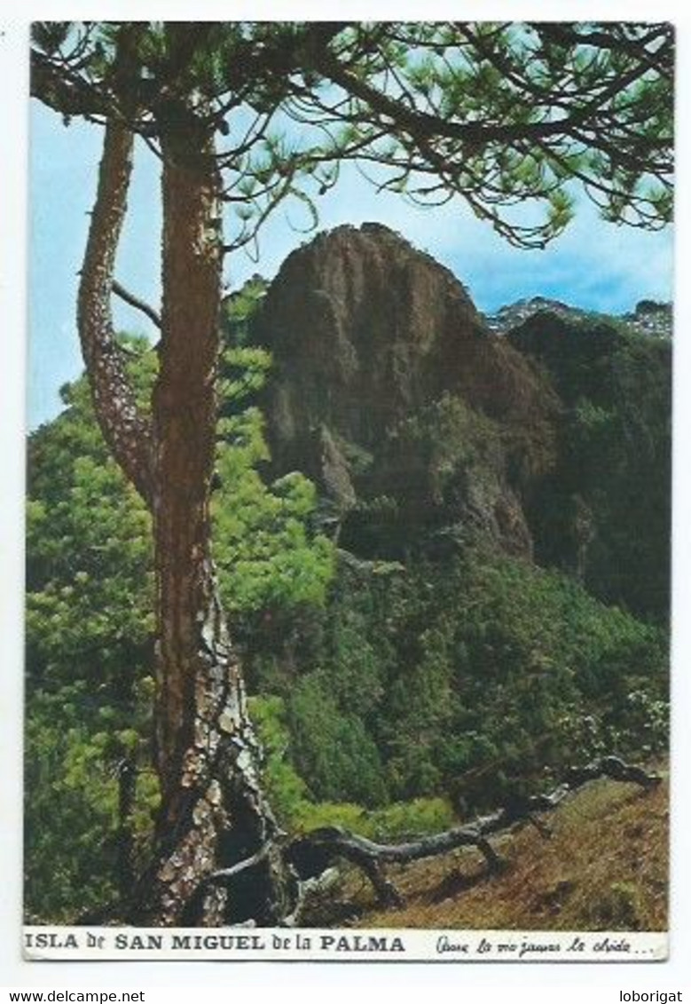 LA CUMBRECITA, MIRADOR NATURAL DEL PARQUE NACIONAL DE LA CALDERA DE TABURIENTE - ISLA DE LA PALMA.- CANARIAS.- (ESPAÑA) - La Palma