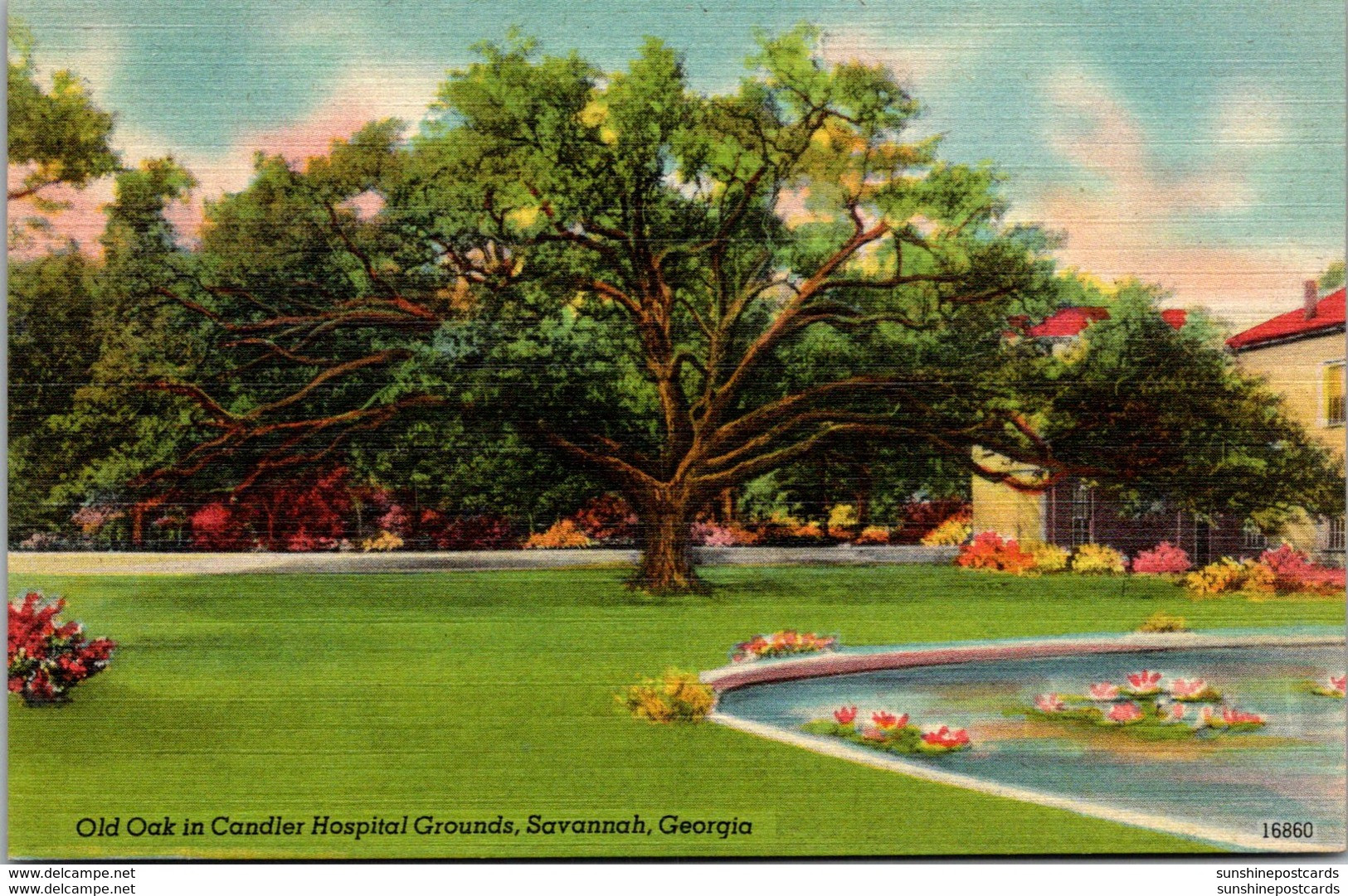 Georgia Savannah Old Oak In Candler Hospital Grounds - Savannah