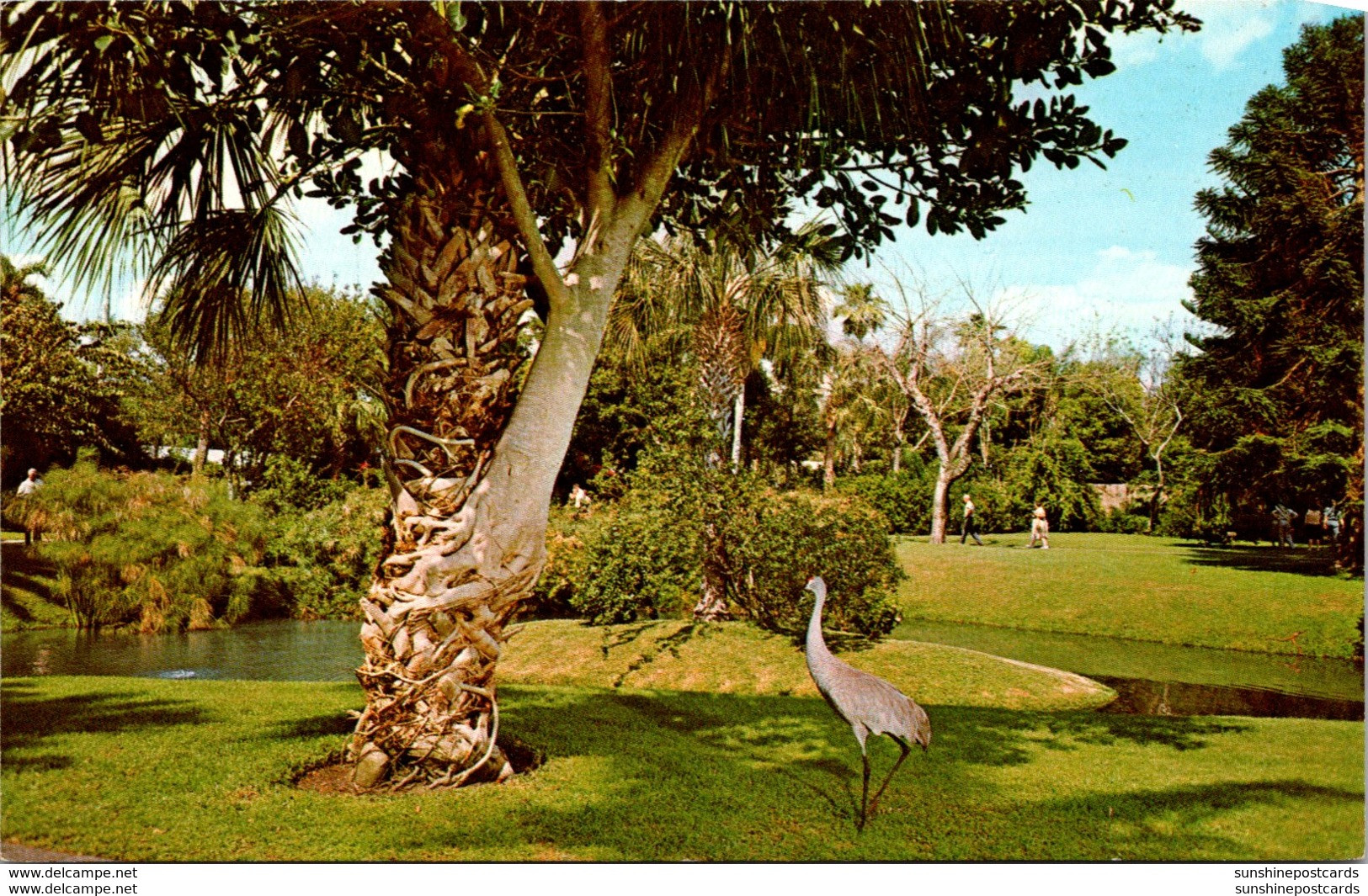 Florida Sarasota Jungle Gardens Strangler Fig Tree & Florida Sand Hill Crane - Sarasota