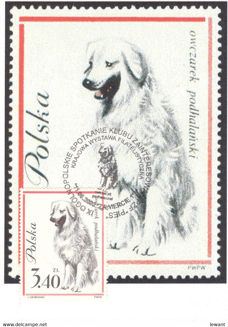 POLAND - Maximum Card - Dog 2000 - POWA - Maximum Cards