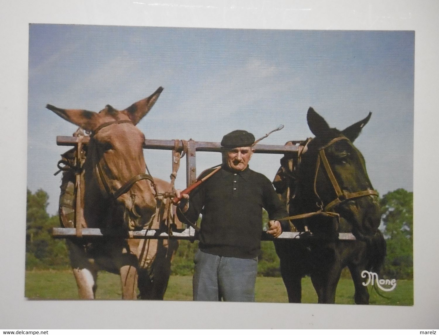 Agriculture - Attelage De MULETS En Belle AQUITAINE Et Le DERNIER MULETIER - Editions Photo DELHORBE, BISCARROSSE LANDES - Teams