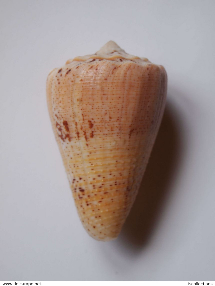 Conus Regius Citrinus - Coquillages