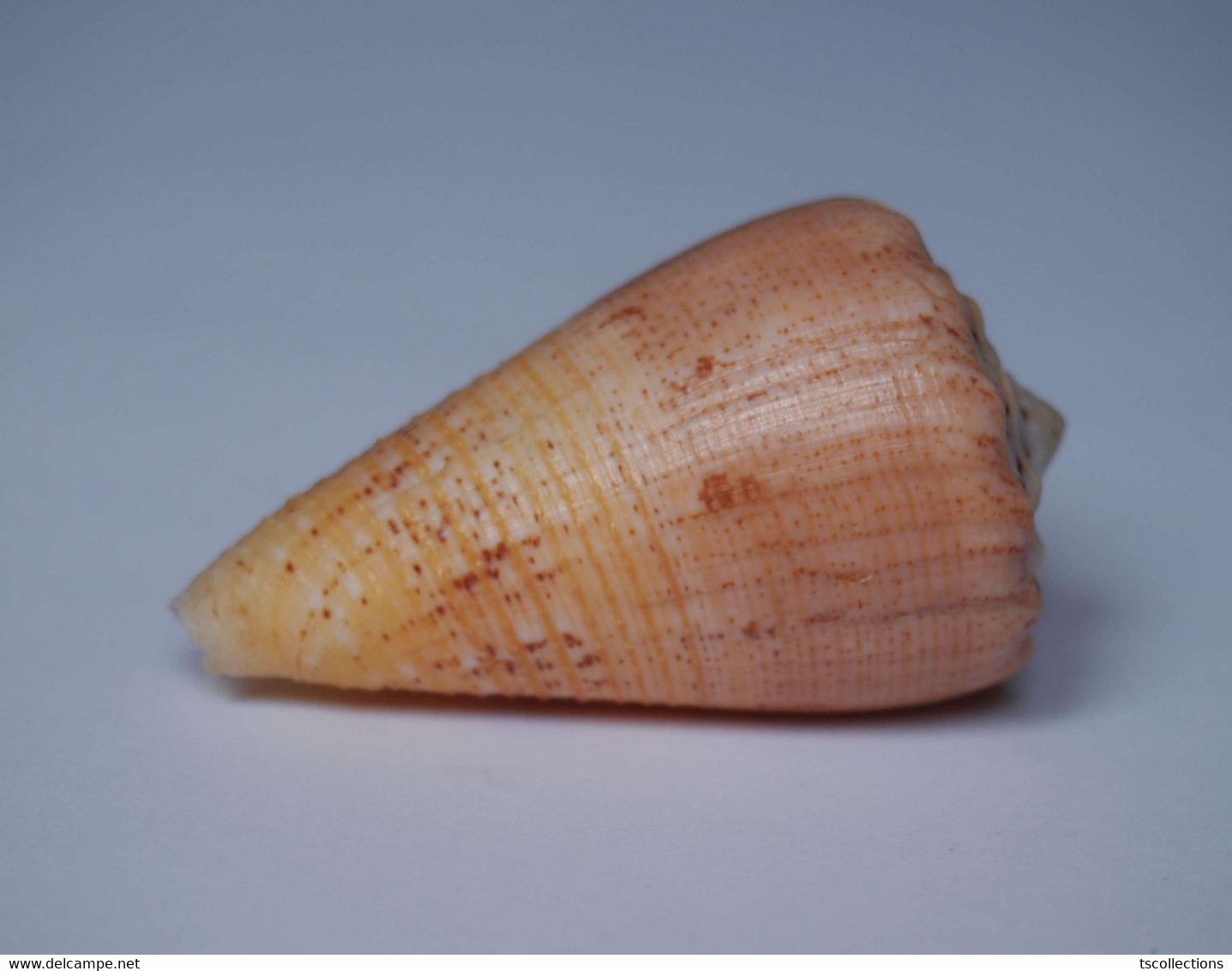 Conus Regius Citrinus - Coquillages