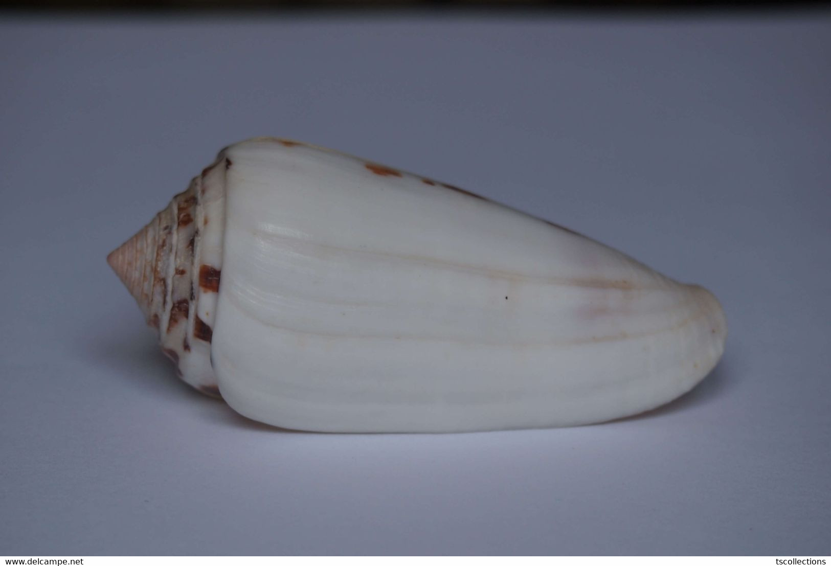 Conus Gubernator Terminus - Coquillages