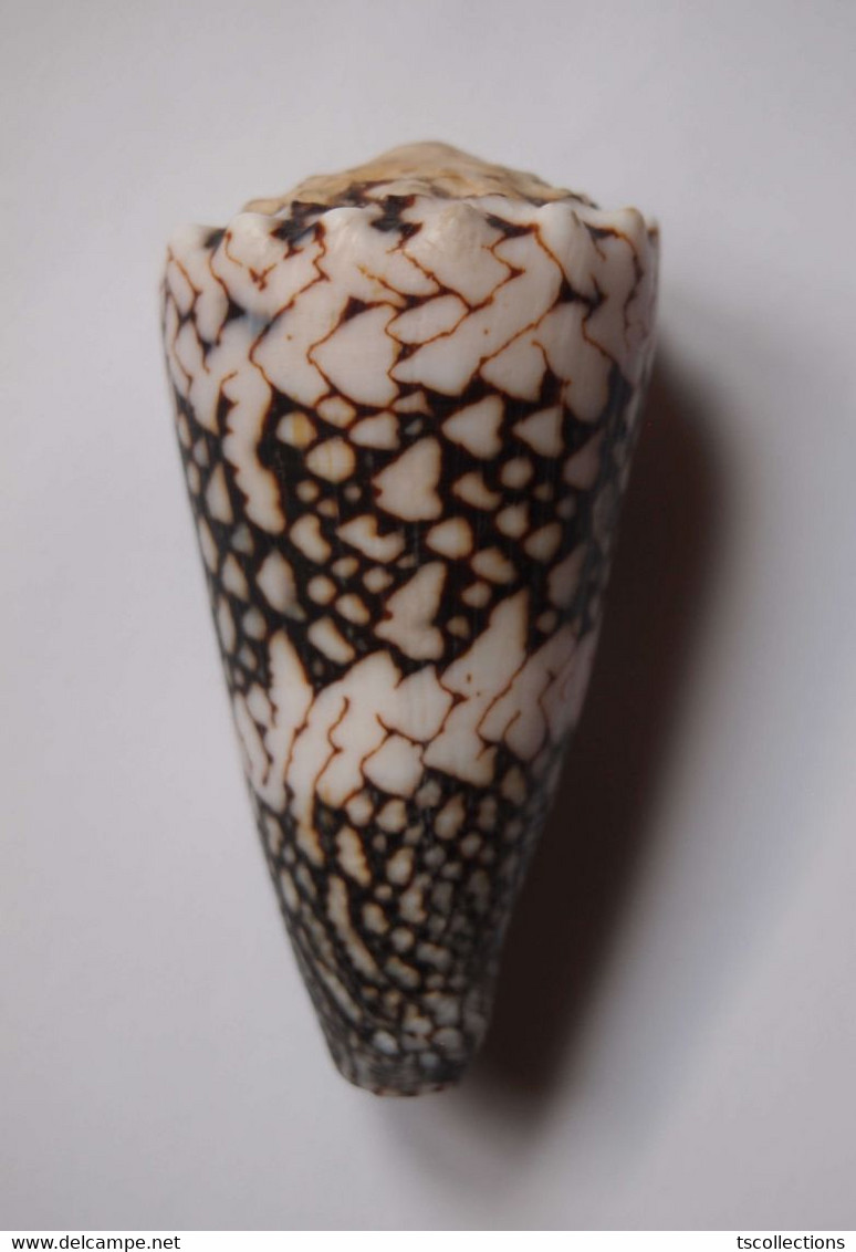 Conus Bandanus Vidua - Coquillages