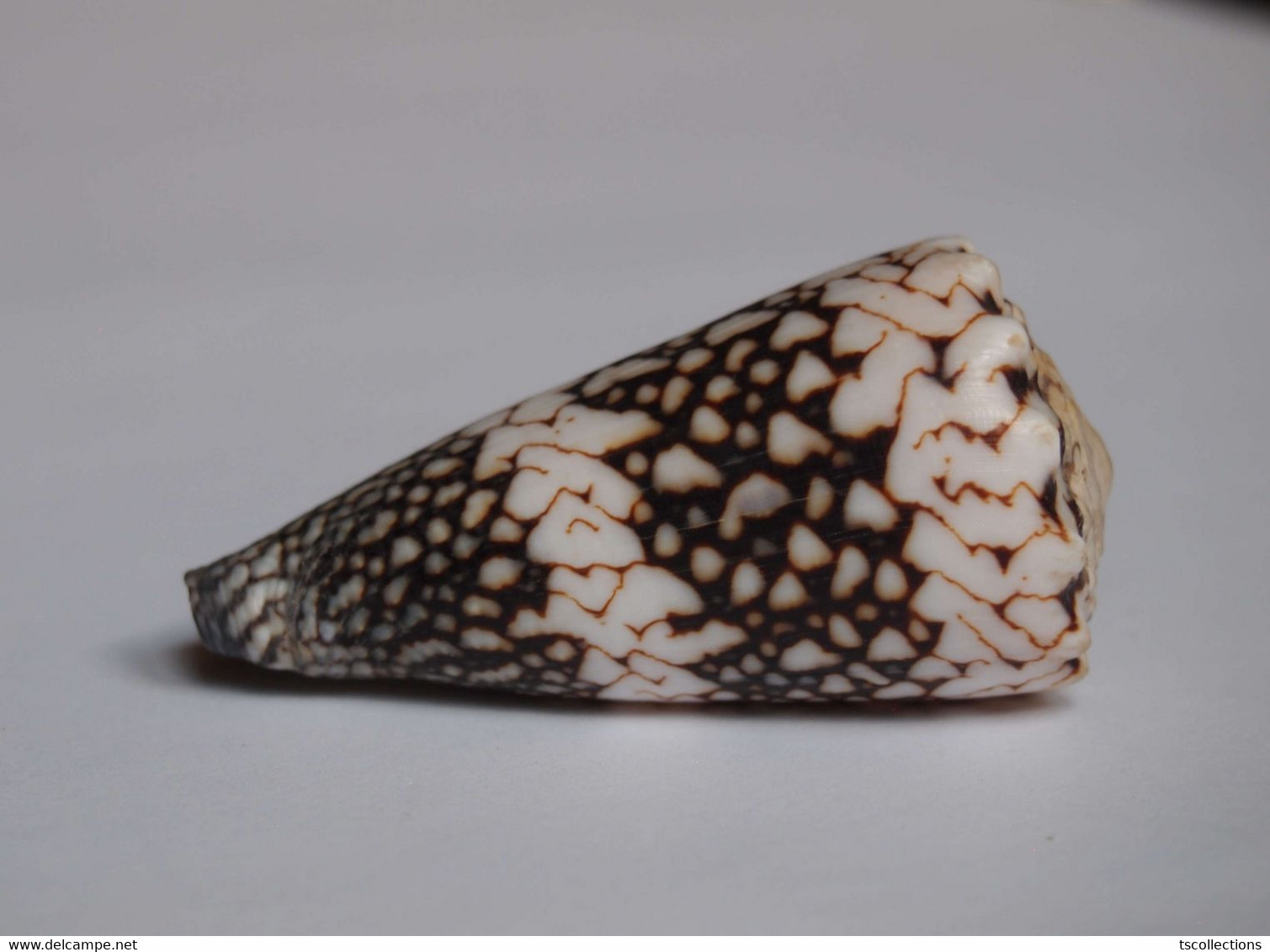 Conus Bandanus Vidua - Coquillages