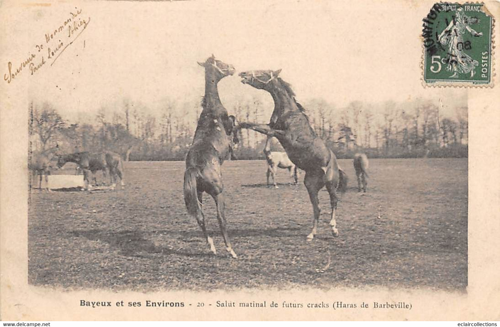 Bayeux        14       Haras De Barbeville  Salut Matinal De Futurs Cracks  - Chevaux -    (voir Scan) - Bayeux