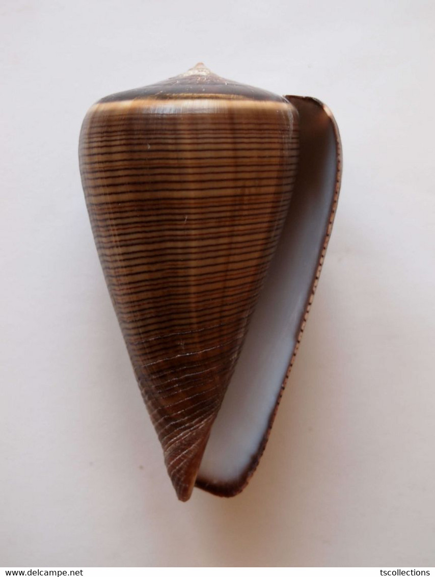 Conus Loroisii - Coquillages