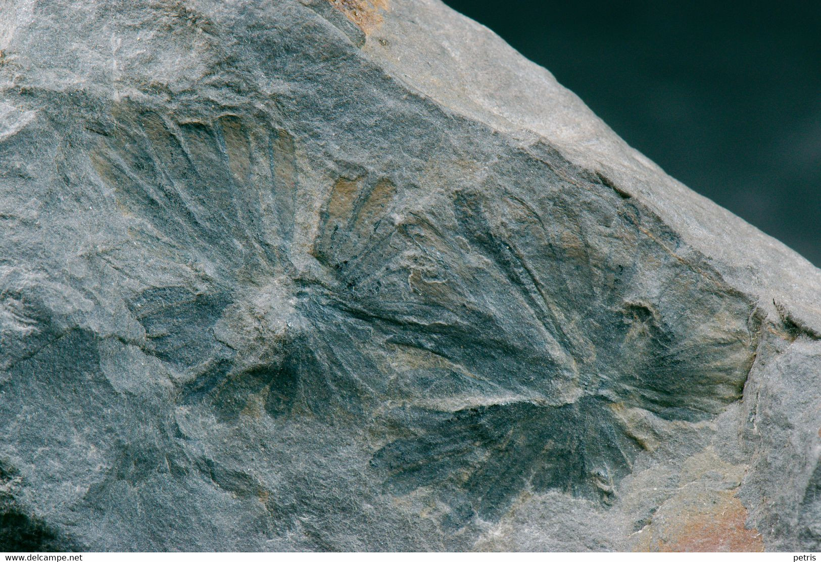 Fossil - Annularia Stellata Lagifoglia - Lot. 845F - Fósiles