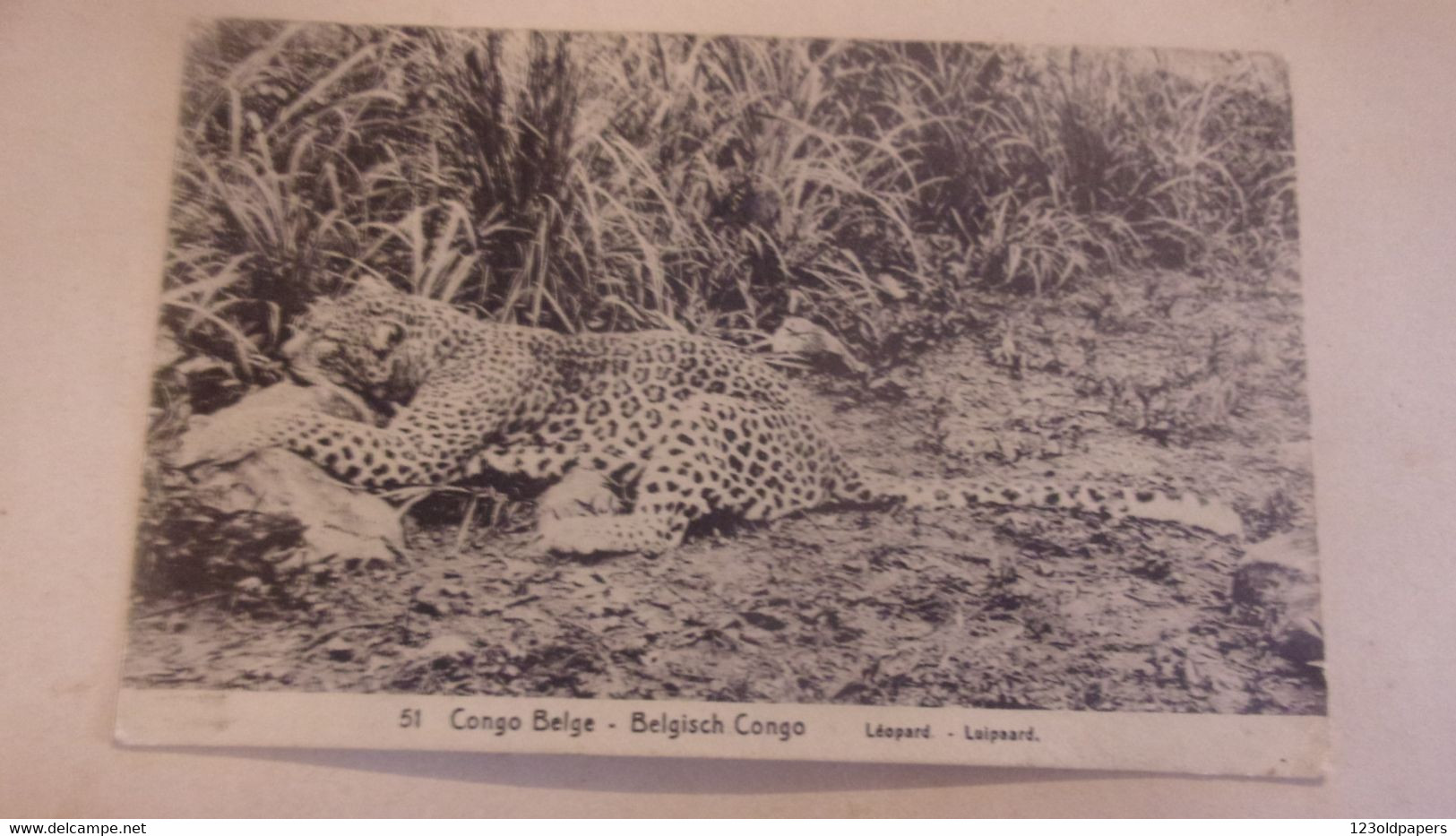 Congo Belge - Carte Postale Leopard  - Entier Postaux - Oblit Likasi - Exp Vers Macon France - Sonstige & Ohne Zuordnung