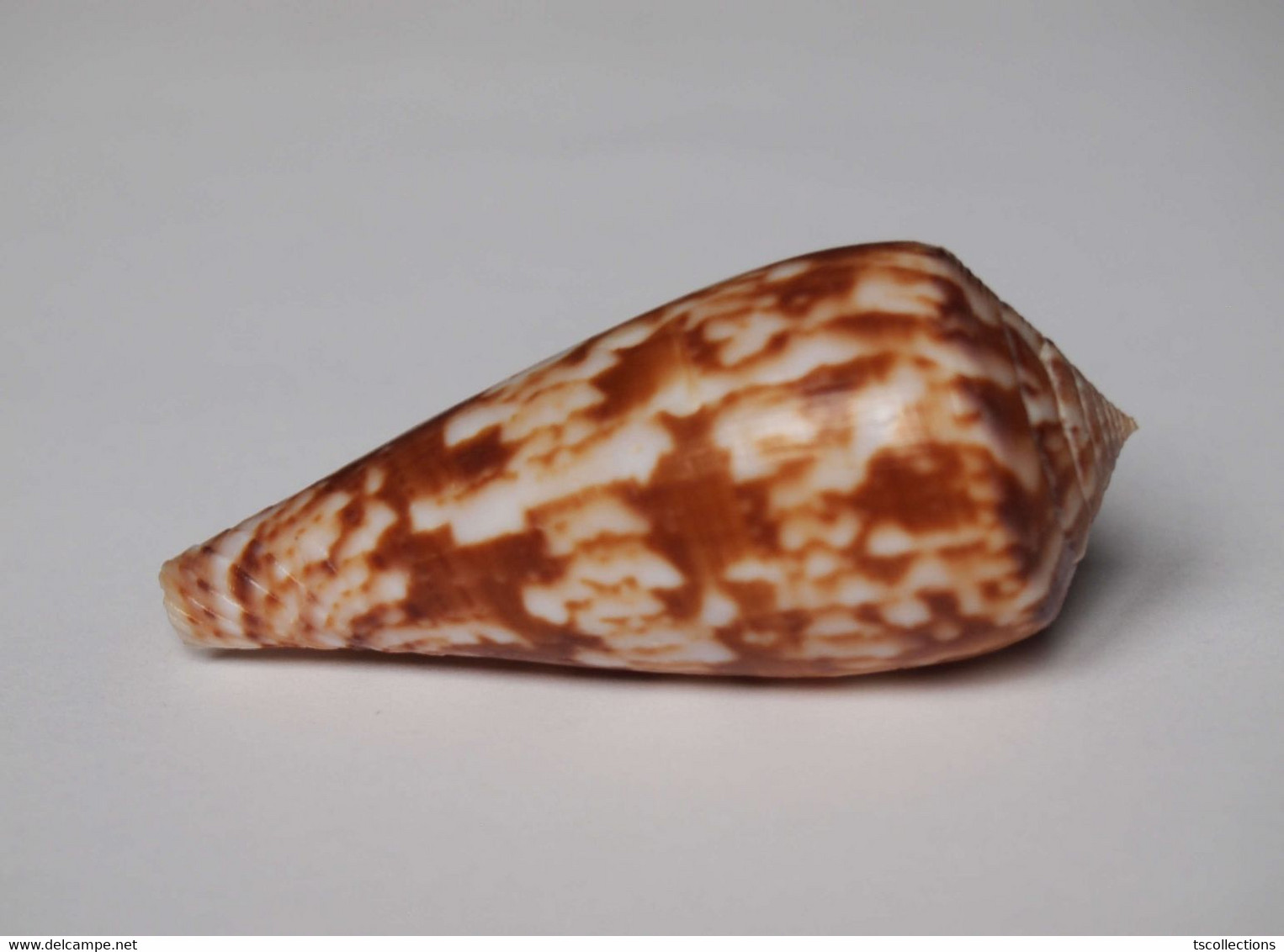 Conus Kinoshitai - Coquillages