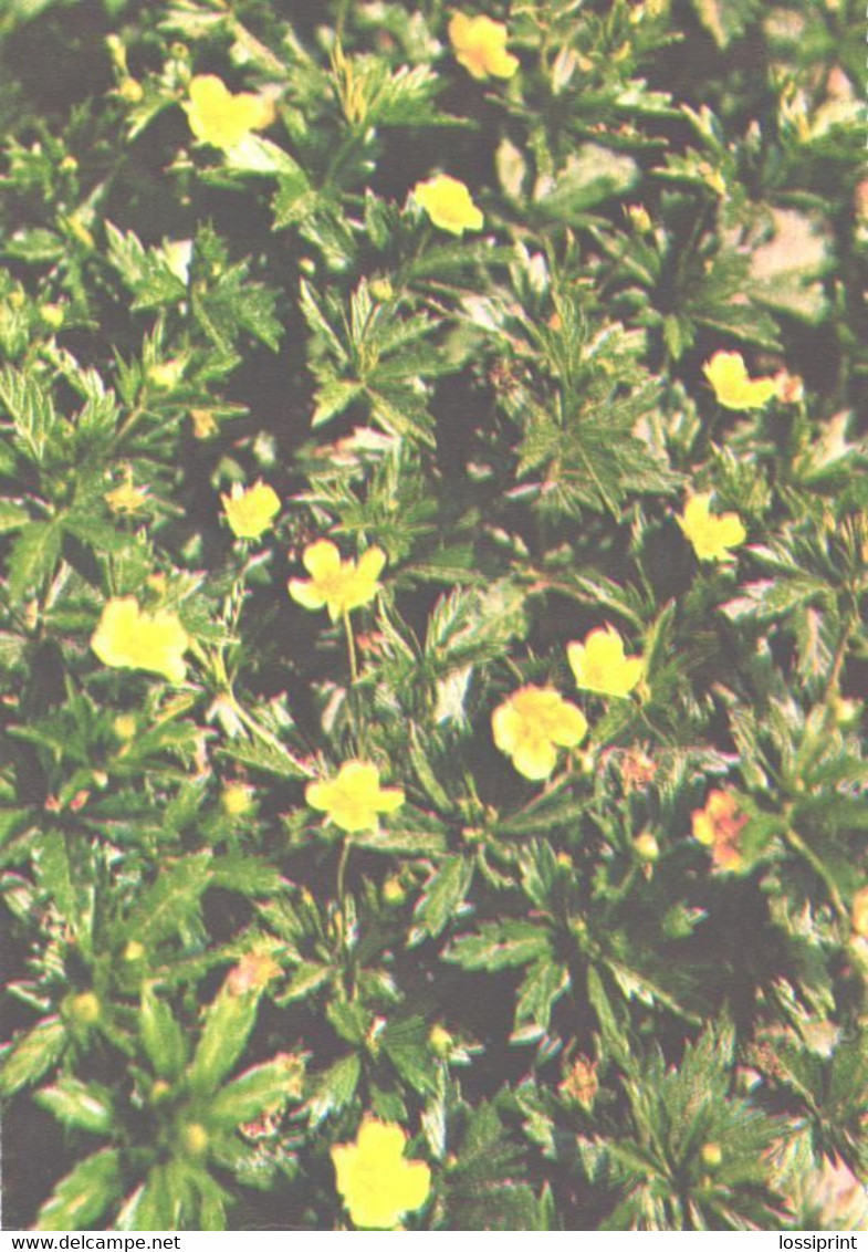 Green Pharmacy, Potentilla Erecta, 1981 - Geneeskrachtige Planten