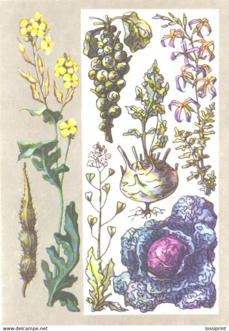 Flowers, Z.Votontsova:Crucial Plants, 1976 - Geneeskrachtige Planten
