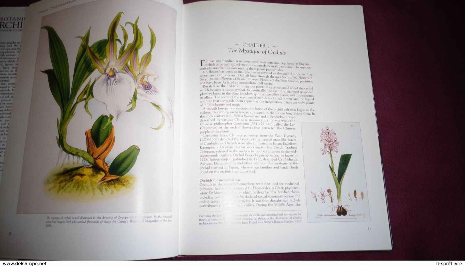 BOTANICAL ORCHIDS And How To Grow Them Botanique Plantes Fleur Orchidées Flowers Index Classification Societies Orchidea - Other & Unclassified