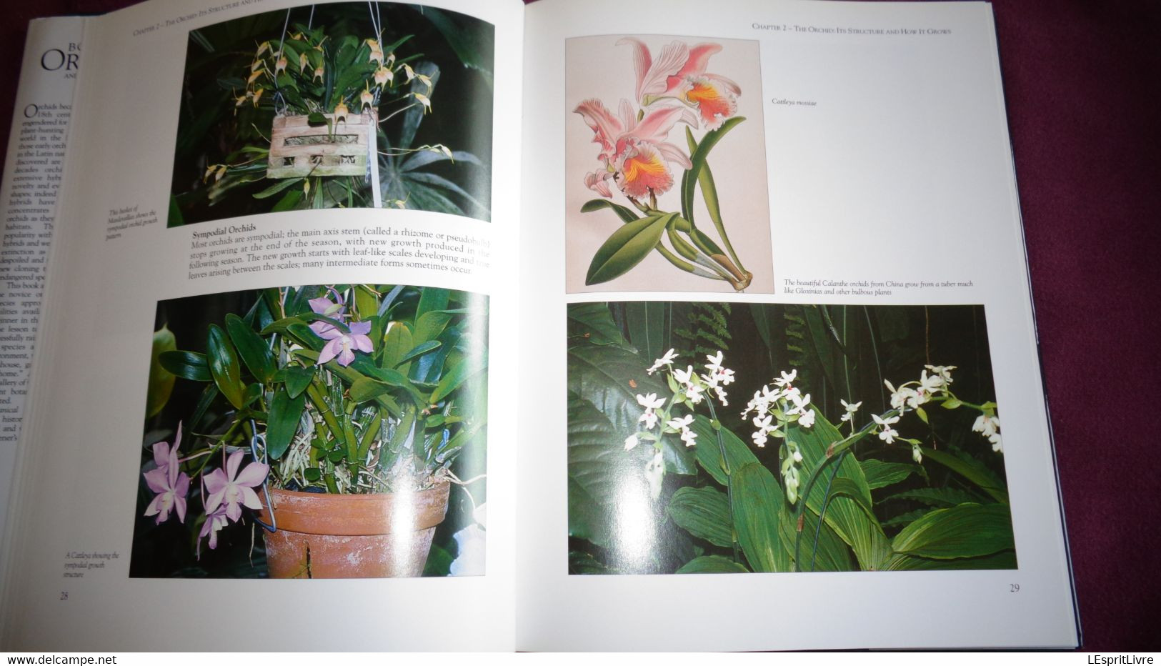 BOTANICAL ORCHIDS And How To Grow Them Botanique Plantes Fleur Orchidées Flowers Index Classification Societies Orchidea