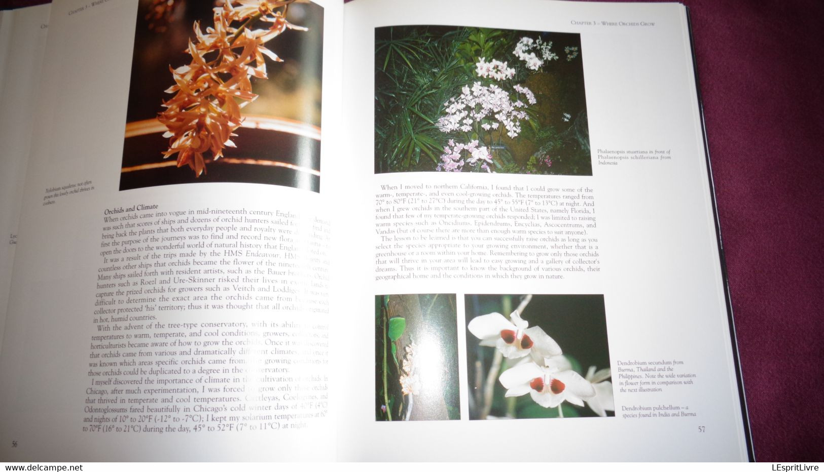 BOTANICAL ORCHIDS And How To Grow Them Botanique Plantes Fleur Orchidées Flowers Index Classification Societies Orchidea