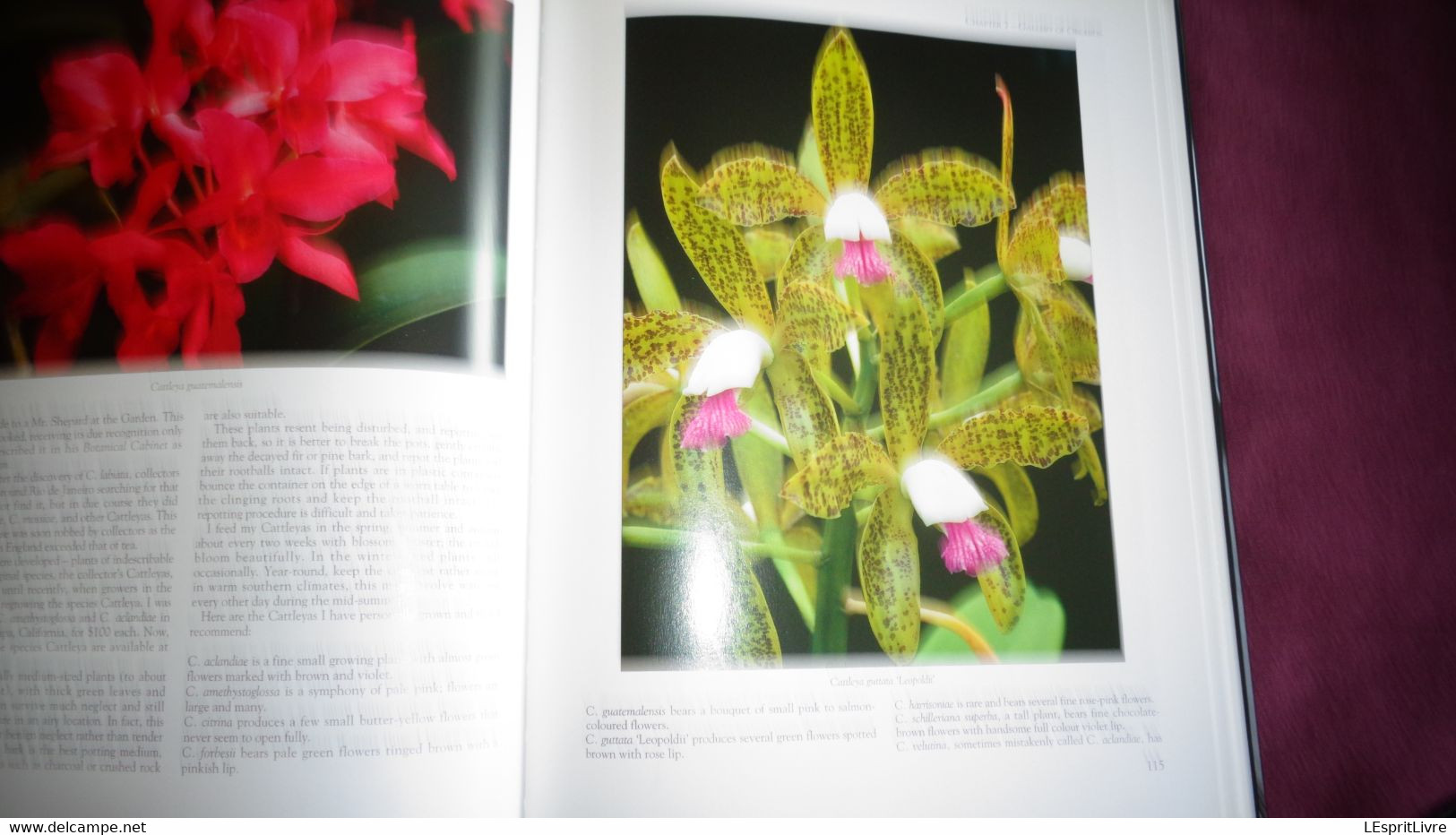 BOTANICAL ORCHIDS And How To Grow Them Botanique Plantes Fleur Orchidées Flowers Index Classification Societies Orchidea