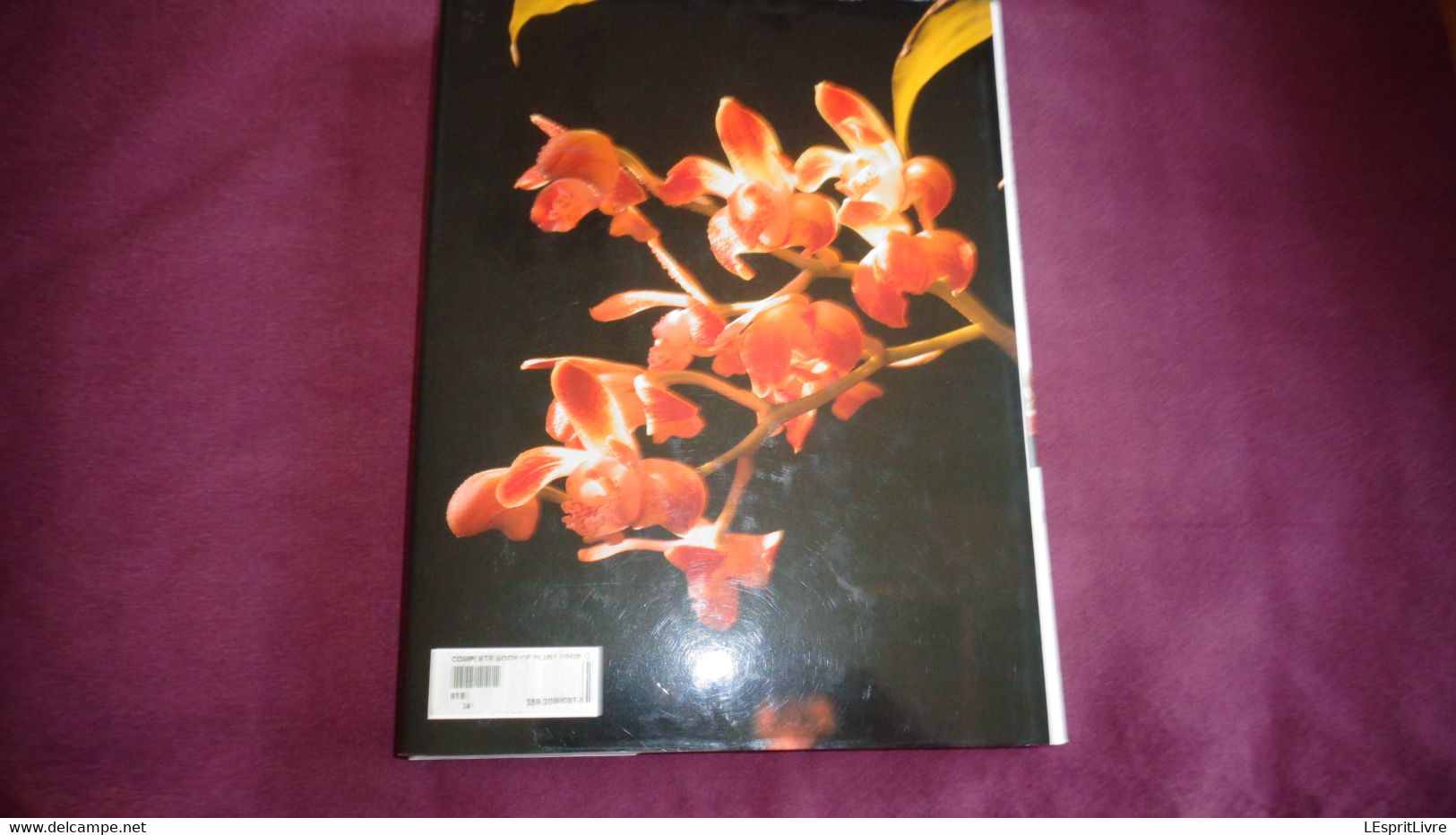 BOTANICAL ORCHIDS And How To Grow Them Botanique Plantes Fleur Orchidées Flowers Index Classification Societies Orchidea