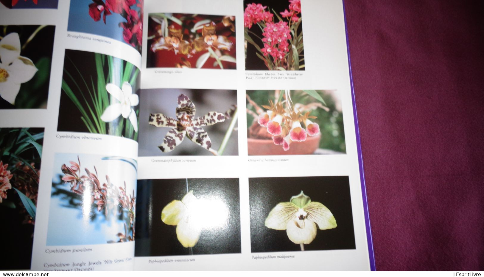 HOME ORCHID GROWING Botanical Botanique Plantes Fleur Orchidées Flowers Orchidea Genetics Breeding Hybrids Orchids