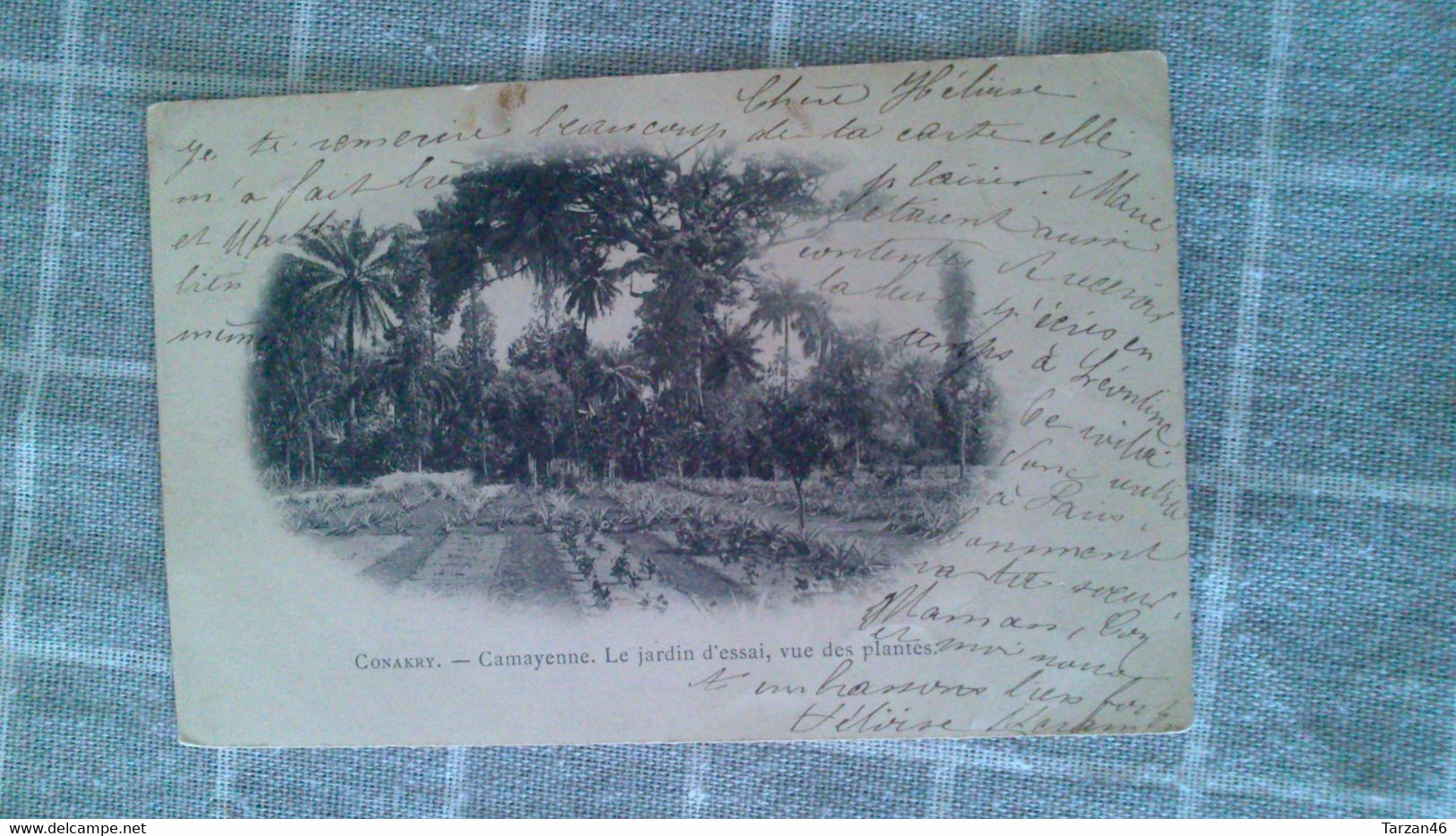 CPA -  CAMAYENNE Le Jardin D'essai Vue Des Plantes - Guyana (ehemals Britisch-Guayana)