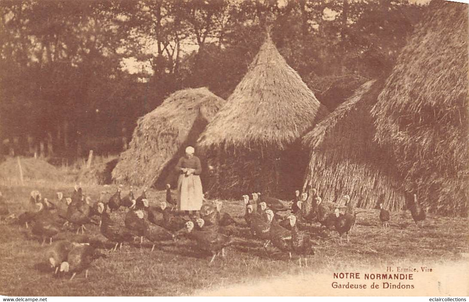 Divers  Non Classé.         14            Normandie     Gardeuse De Dindons              (voir Scan) - Altri & Non Classificati