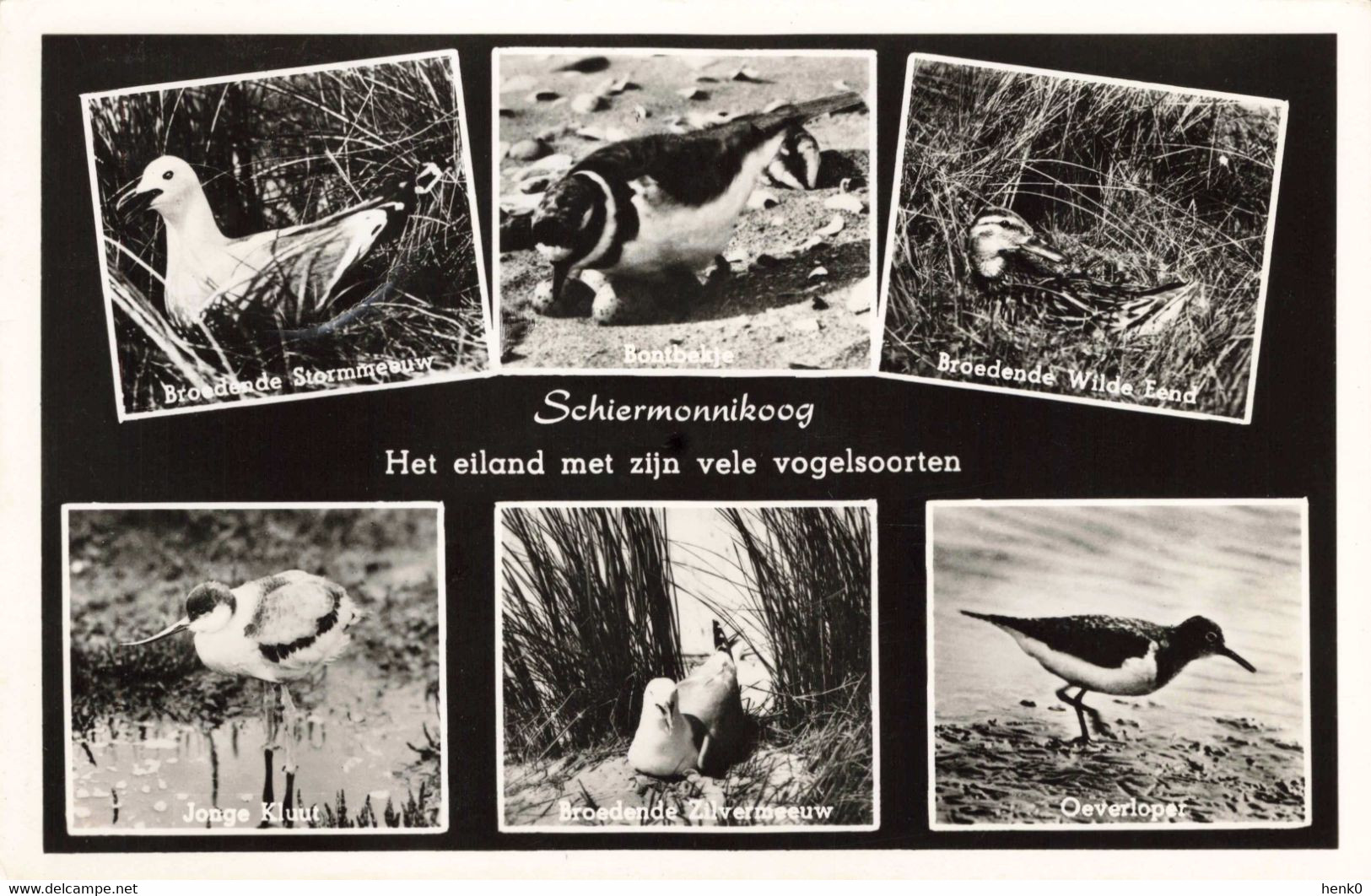 Schiermonnikoog Vogels KL378 - Schiermonnikoog