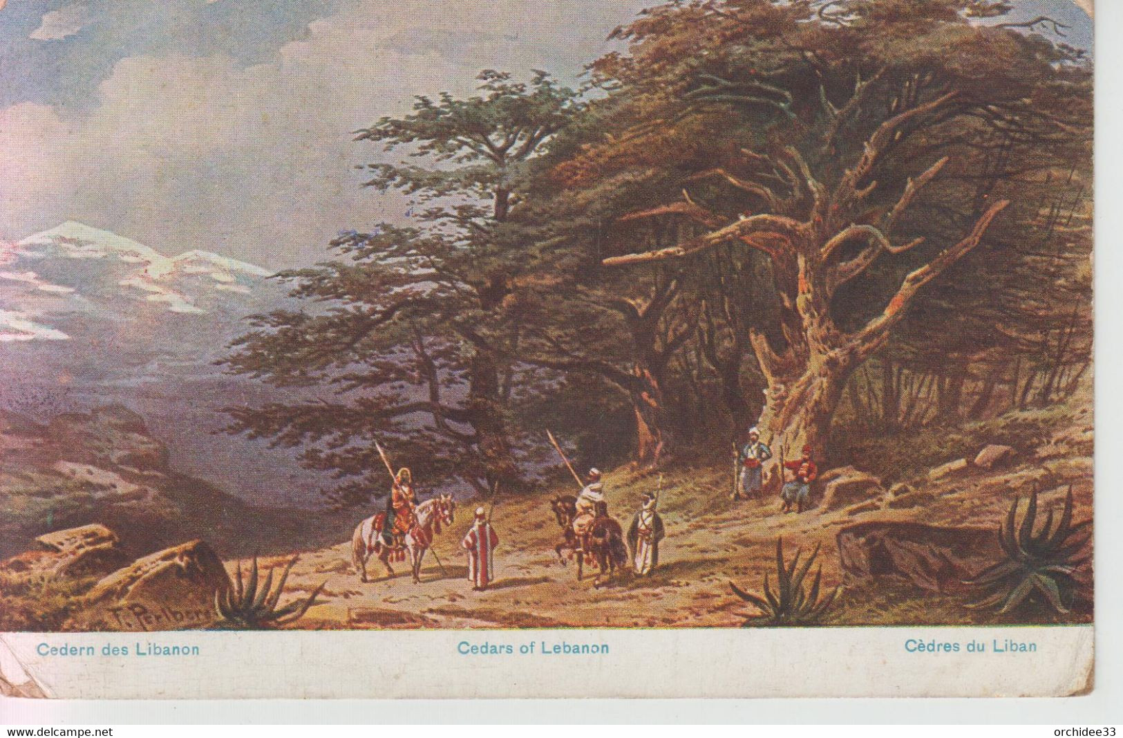 CPA Illustrateur Perlberg - Cedars Of Lebanon / Cèdres Du Liban - Perlberg, F.