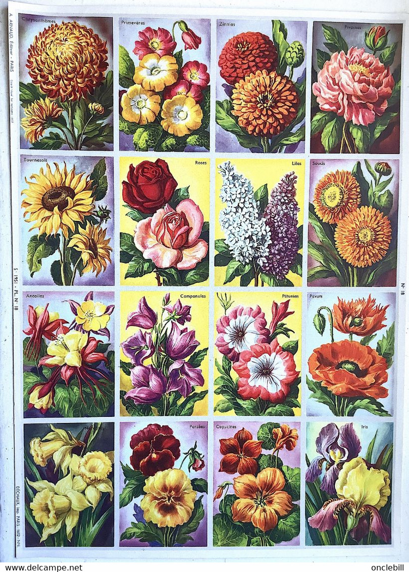 Pédagogie Ecole Images Botannique Végétaux 9 Planches Scolaires Arnaud Dechaux éditeur 1950 état Superbe - Material Und Zubehör