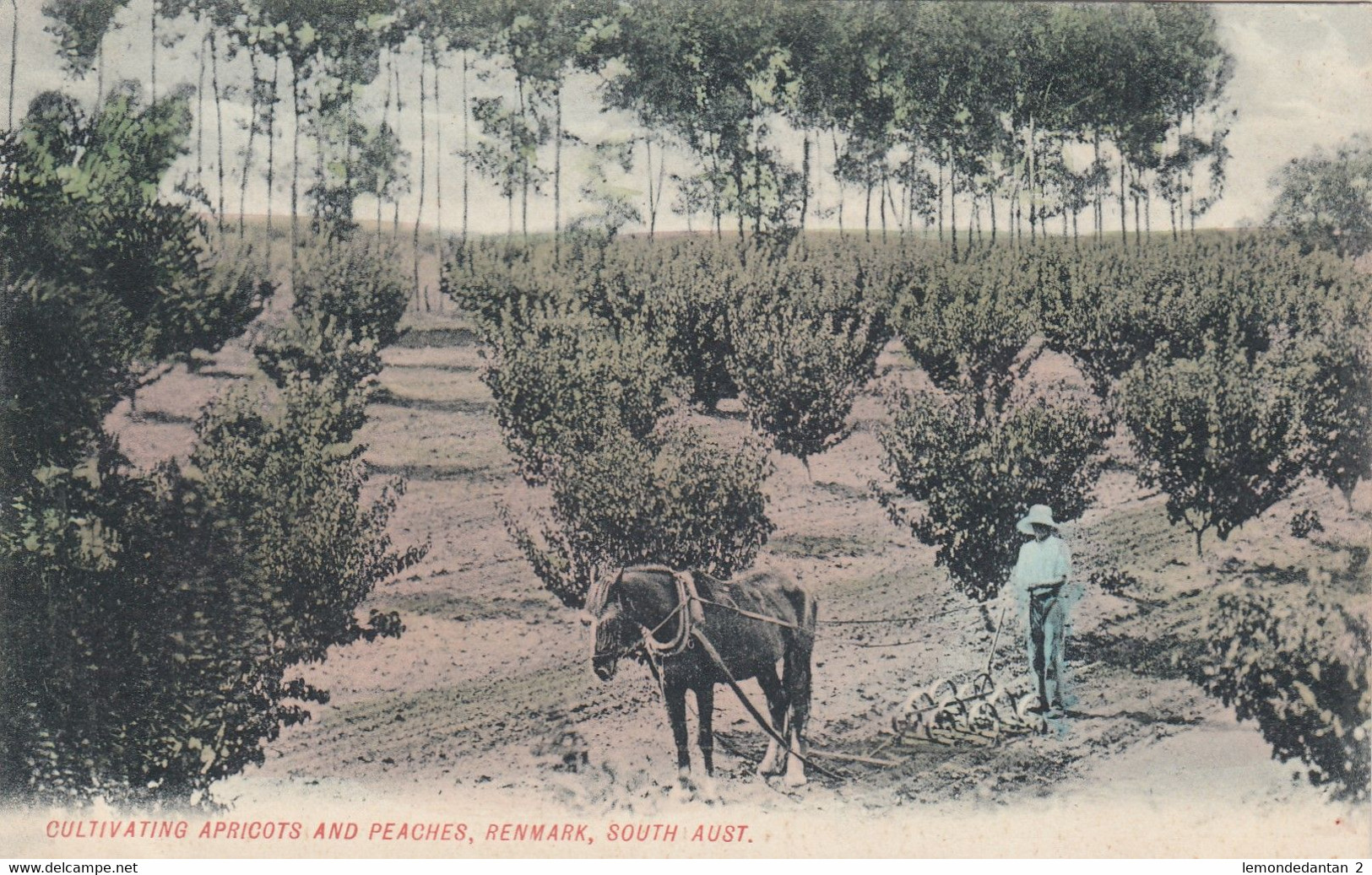 Cultivating Apricots And Peaches - Renmark - South-Australia - Autres & Non Classés