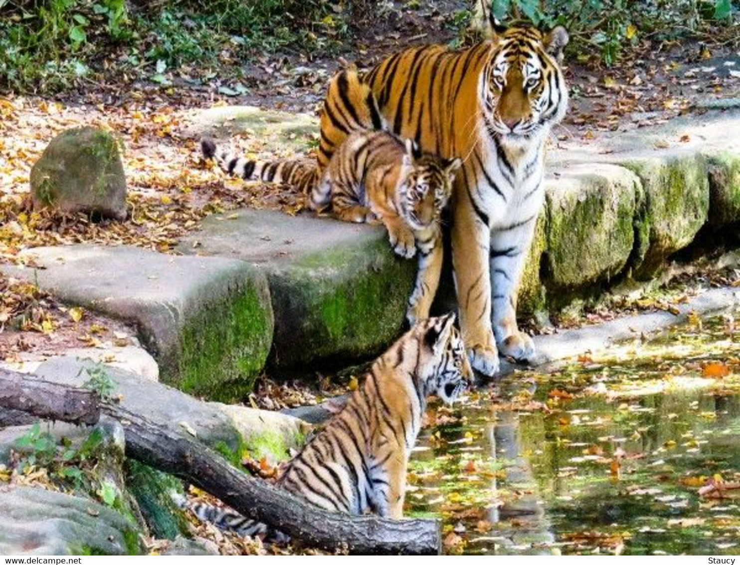India 2022 2nd International Tiger Forum Full Sheet MNH - Usados