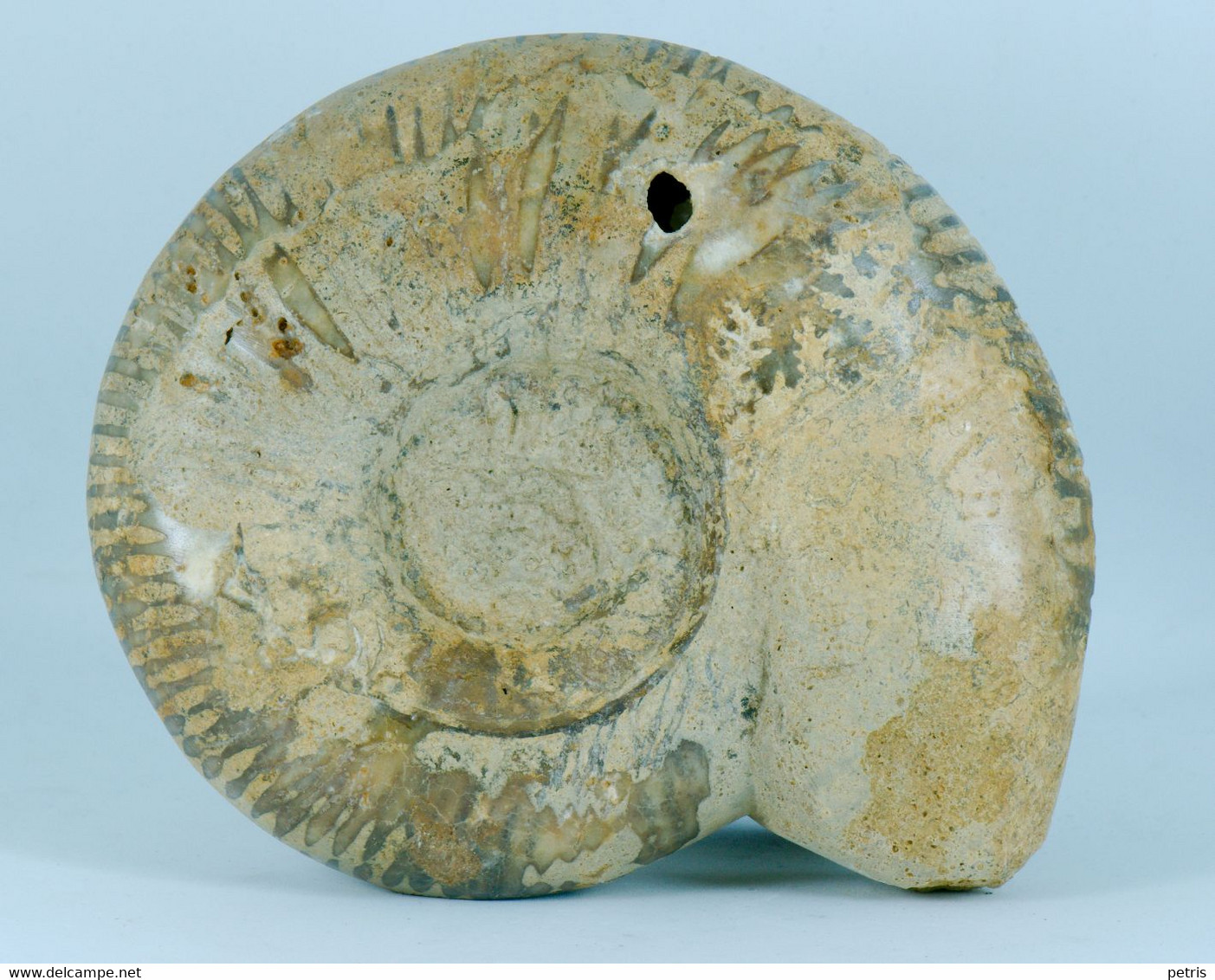 Fossil - Ammonite (Madagascar) - Lot. 870 - Fossils