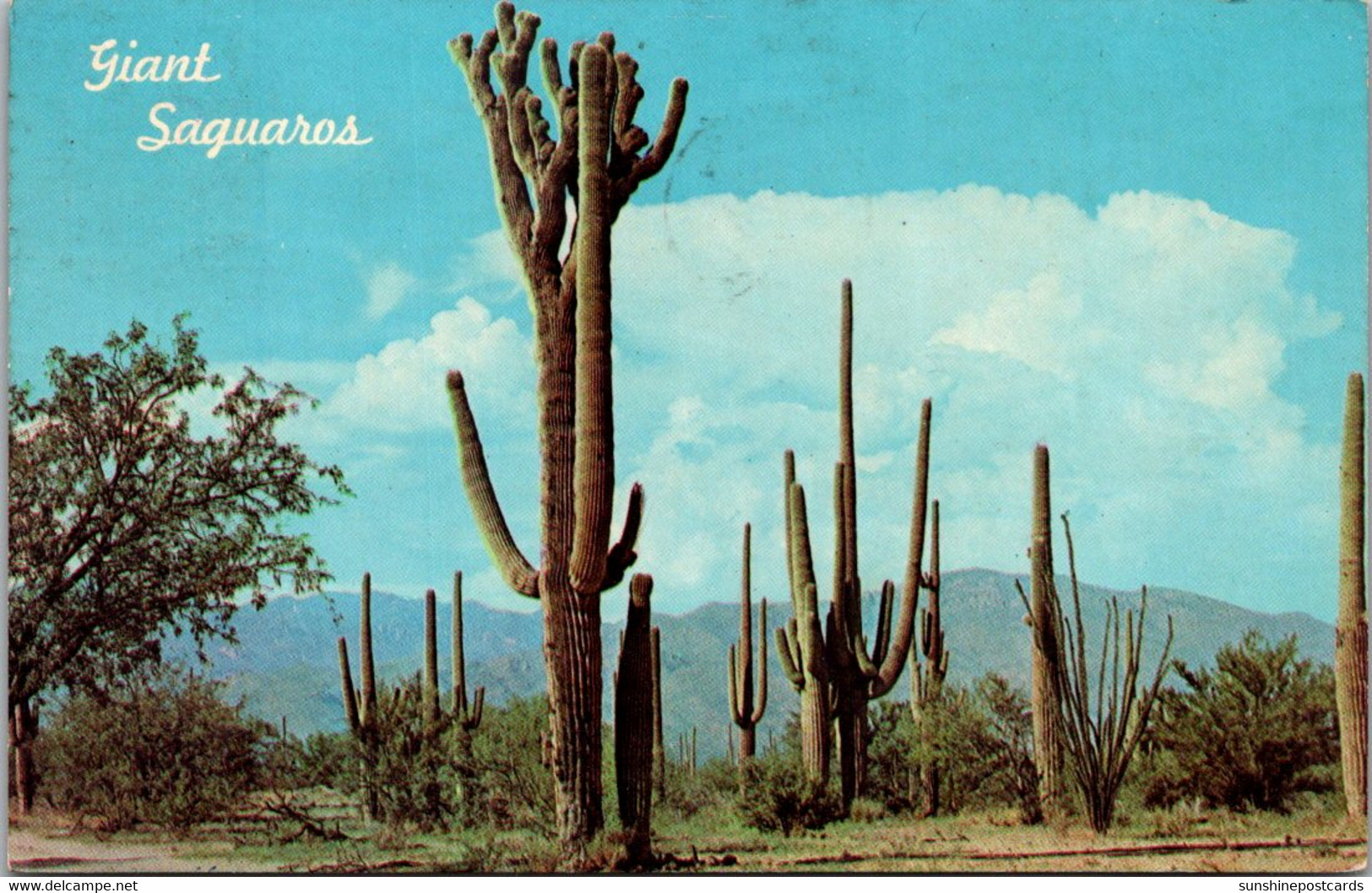 Cactus Giant Saguaros 1966 - Cactusses