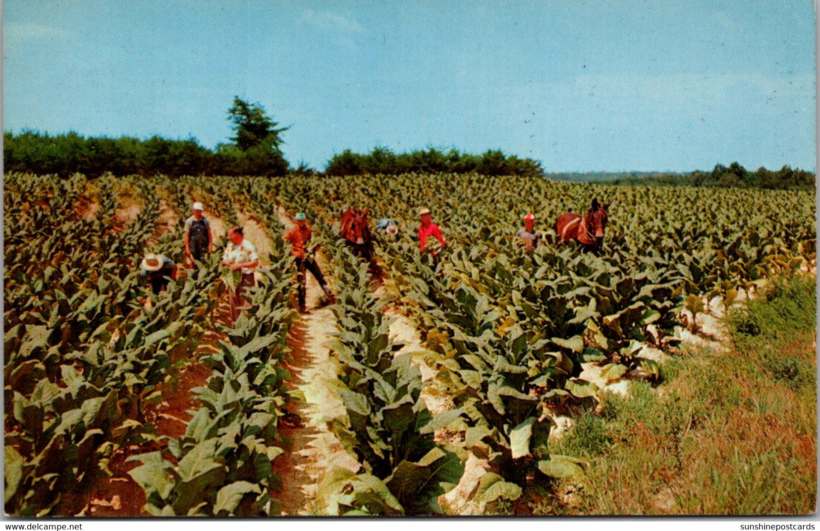 Tobacco Field Harvesting Tobacco - Tobacco