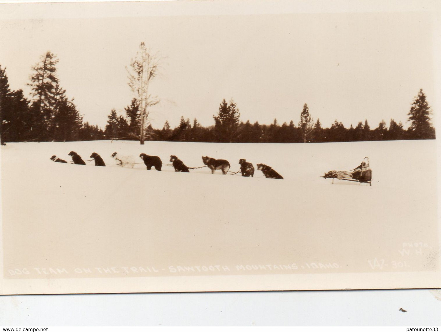 ETATS UNIS ID IDAHO DOG TEAM ON THE TRAIL SARSTOOTH MOUNTAINS IDAHO CARTE PHOTO GLACEE - Other & Unclassified