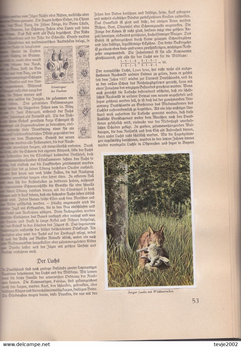Aus Wald Und Flur - Tiere Unserer Heimat - Komplettes Album Mit Allen Bildern Von 1938 - Sehr Gut Erhalten - Colecciones Y Lotes