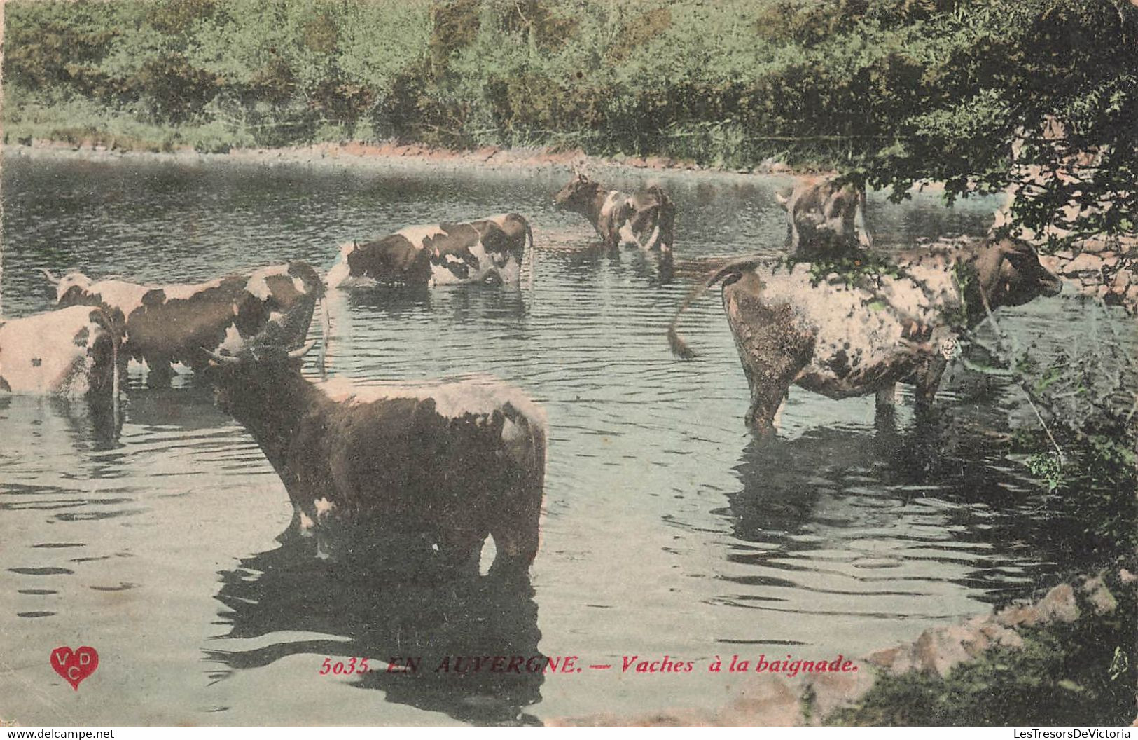 CPA En Auvergne - Vaches à La Baignade - Imprimerie De La Havane - Ambulant - Vacas