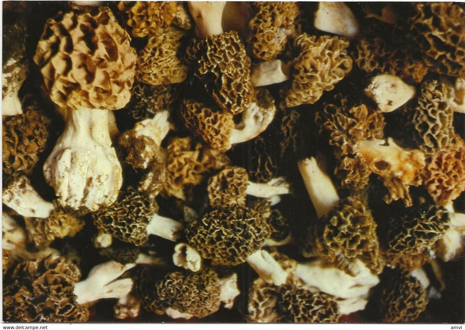 22-10-3033 Morilles - Le Périgord Gastronomique - Champignons