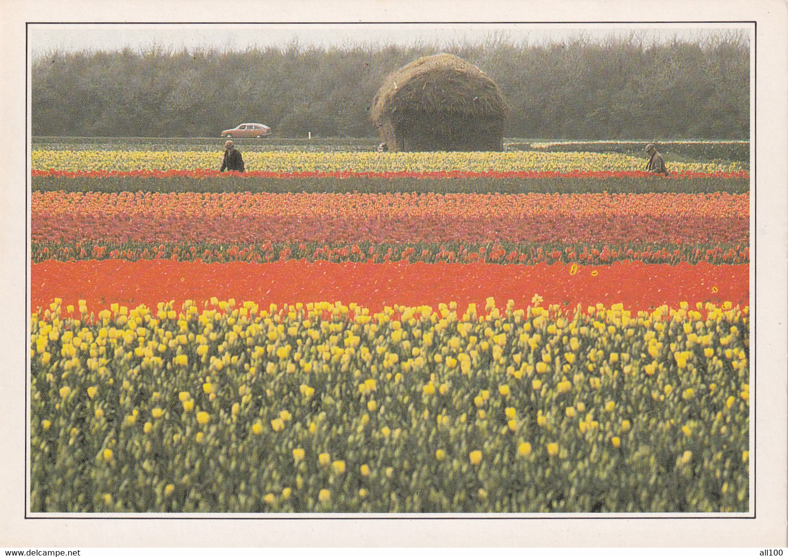 A20406 - ZUID HOLLAND TULPENCULTUUR IN DE BUURT VAN LISSE CHAMPS DE FLEURS TULIP FIELD NETHERLANDS NEDERLAND HOLLANDE - Lisse