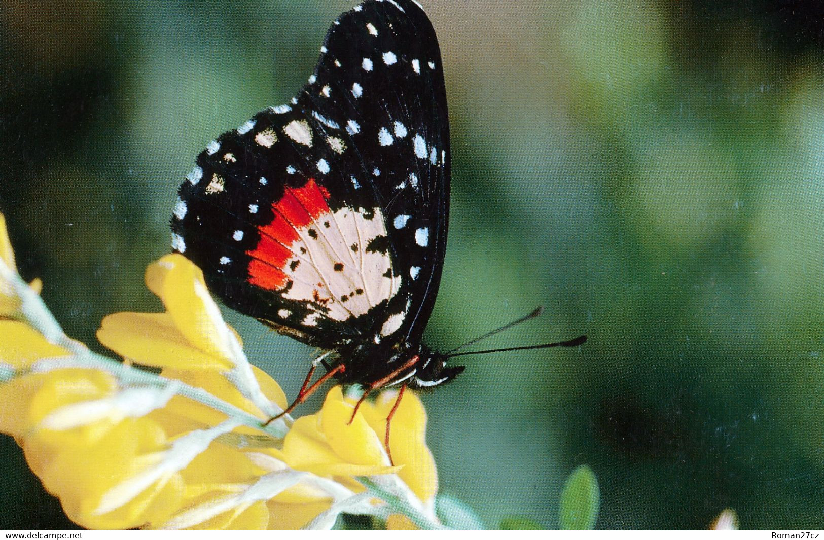 Noorder Dierenpark (ZOO Emmen), NL - Butterfly - Emmen