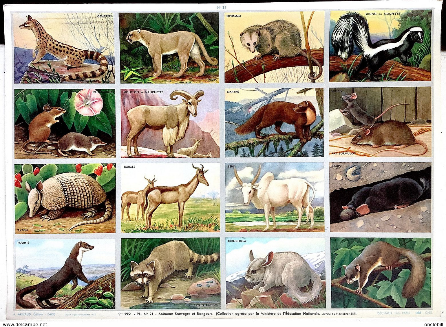 Pédagogie Ecole Images Animaux Sauvages Planche Scolaire Arnaud Dechaux éditeur 1957 état Superbe - Material Und Zubehör