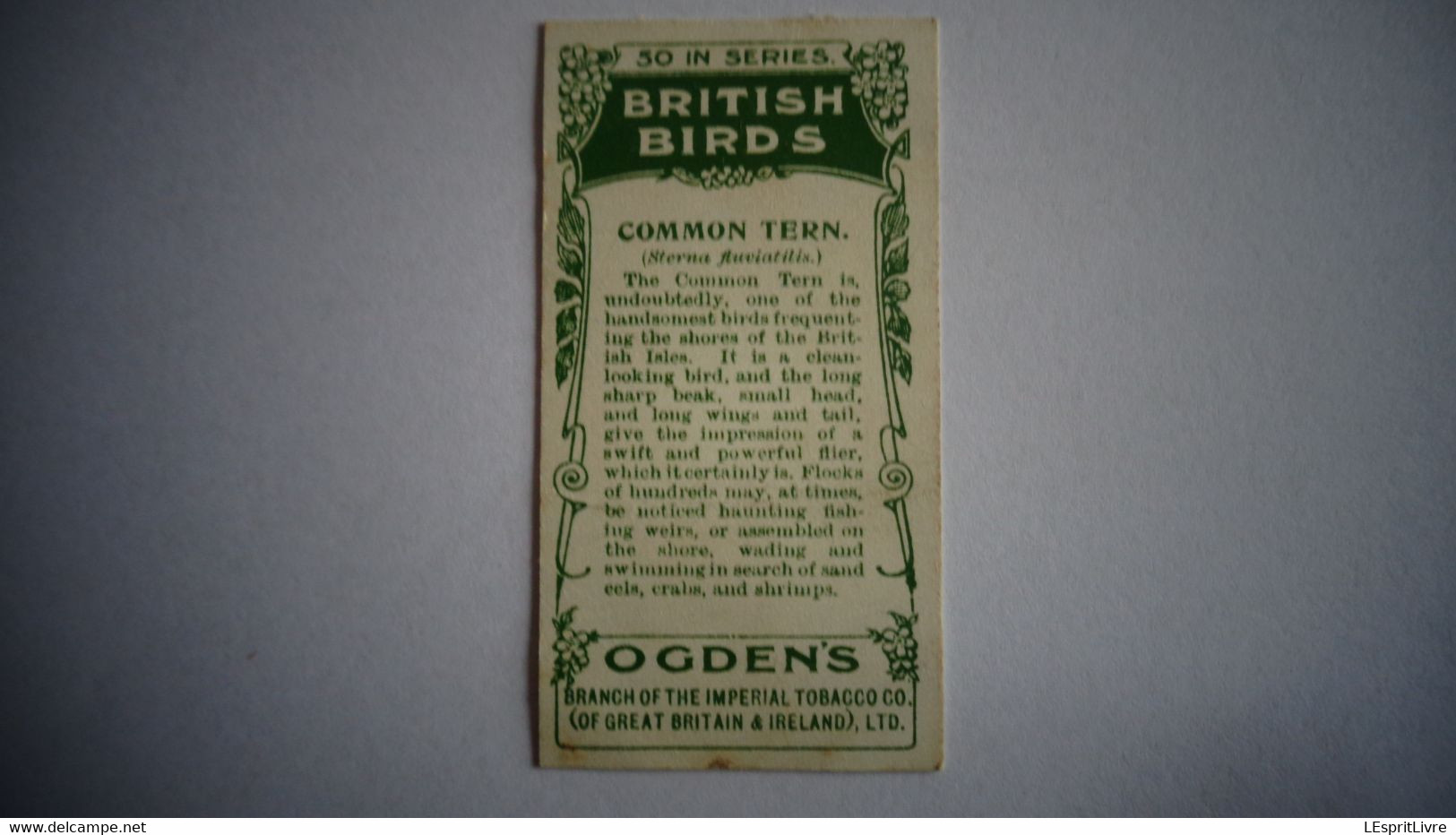 BRITISH BIRDS N° 46 COMMON TERN  Oiseau Bird  Cigarettes OGDEN'S Tobacco Vignette Trading Card Chromo - Ogden's