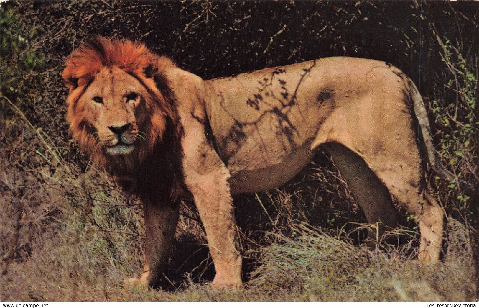 CP Animaux - Lion - African Wild Life - Sapra Studio Nairobi - Lions