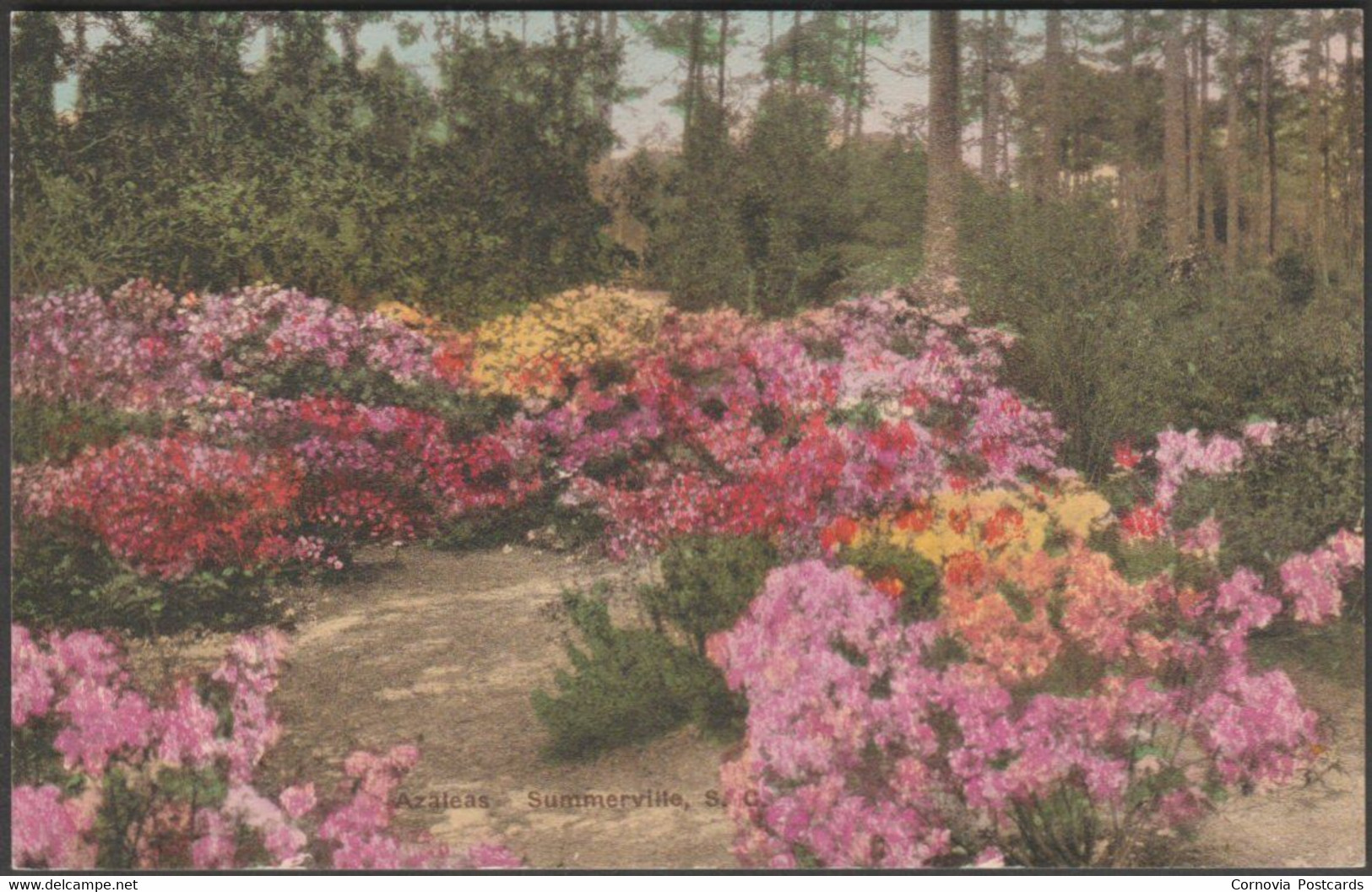 Azaleas, Summerville, South Carolina, C.1910s - Guerin's Pharmacy Postcard - Summerville