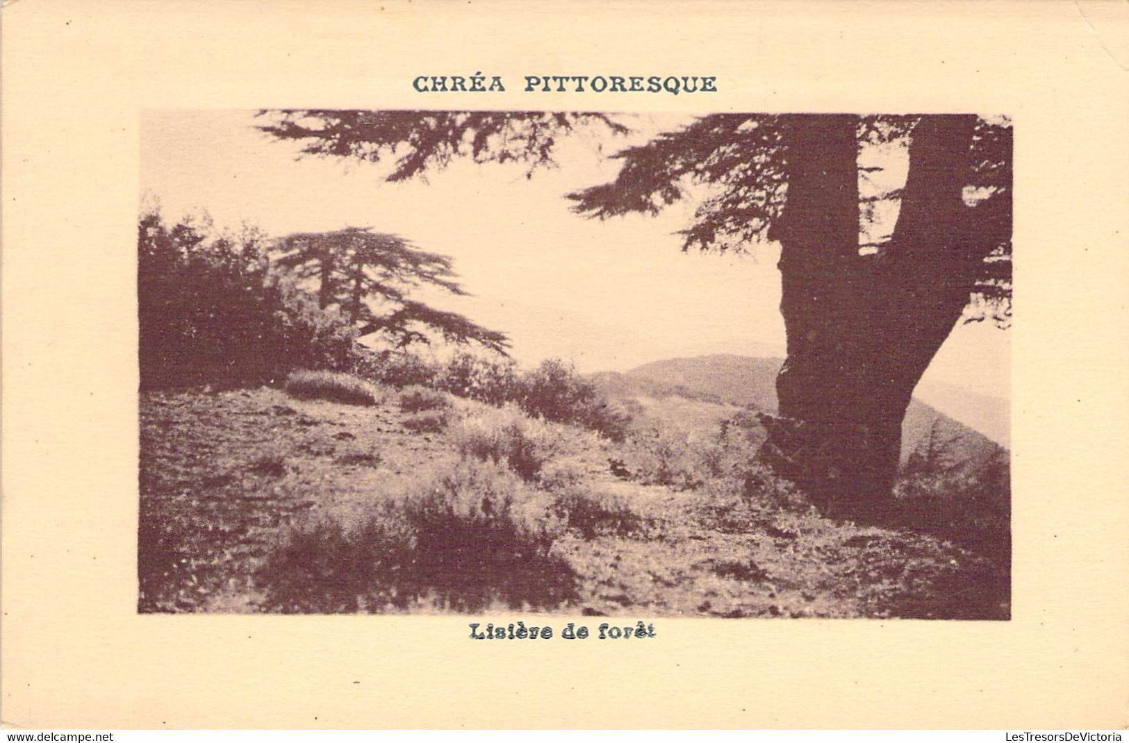 CPA Afrique - Algérie - Blida - Chréa Pittoresque - Lisière De Forêt - Paysage - Nature - Vue - Blida