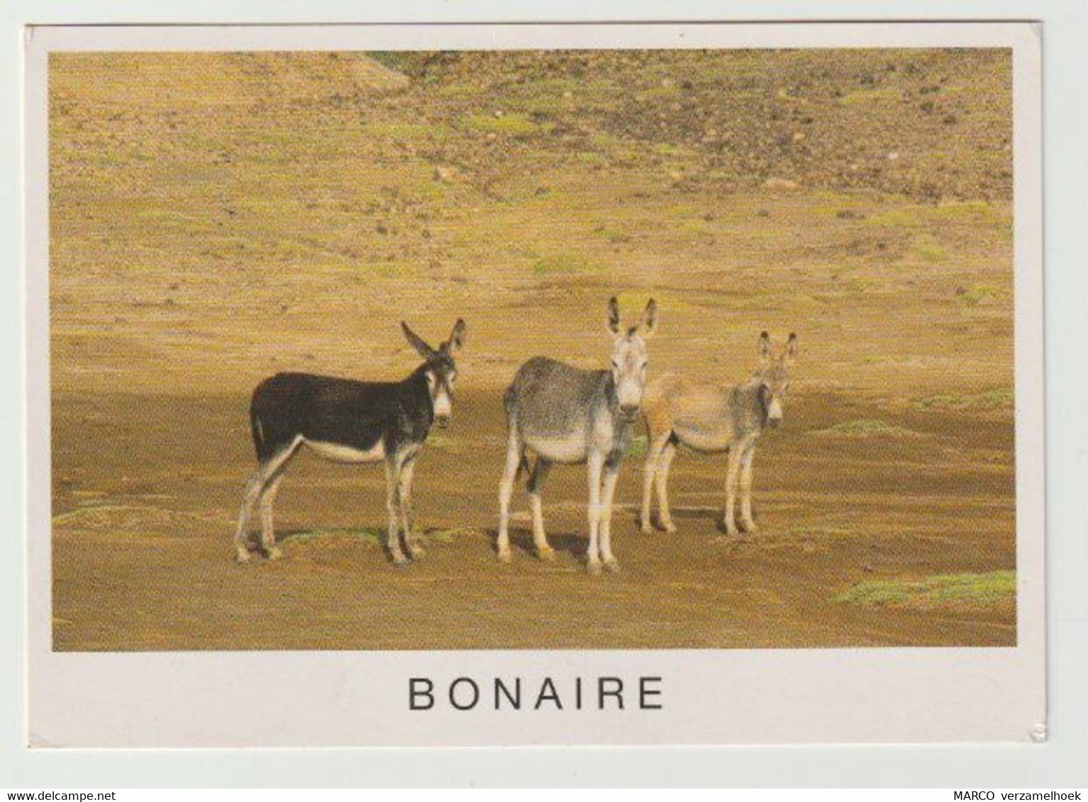 Postcard - Ansichtkaart Bonaire Nederlandse Antillen (N-A) - Bonaire