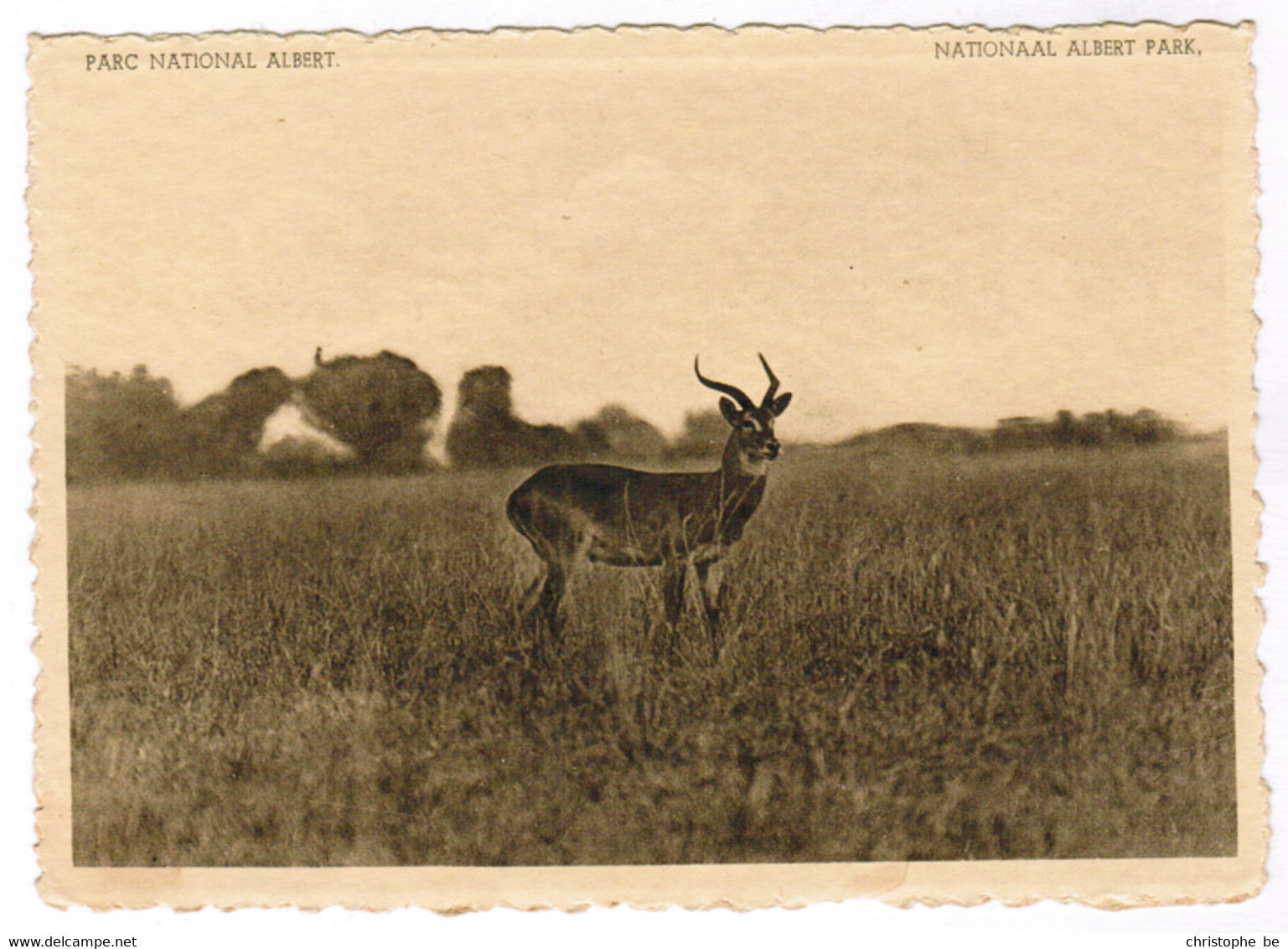 Uganda Kob. Plaine Du Lac Leonard, Parc National Albert (pk81390) - Uganda