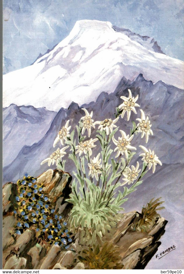 "IMAGES DE CHEZ NOUS" LES EDELWEISS D'APRES UNE PEINTURE DE F. COMBAZ - Combaz